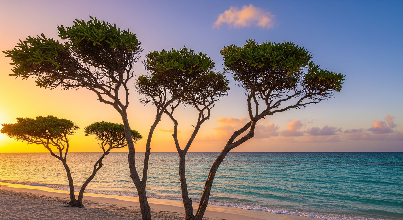 Eagle Beach Aruba with famous divi-divi trees and crystal clear water
