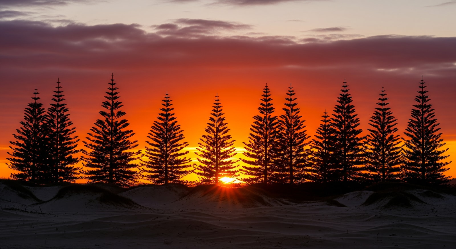 Row of majestic Norfolk pines silhouetted against a dramatic sunset sky